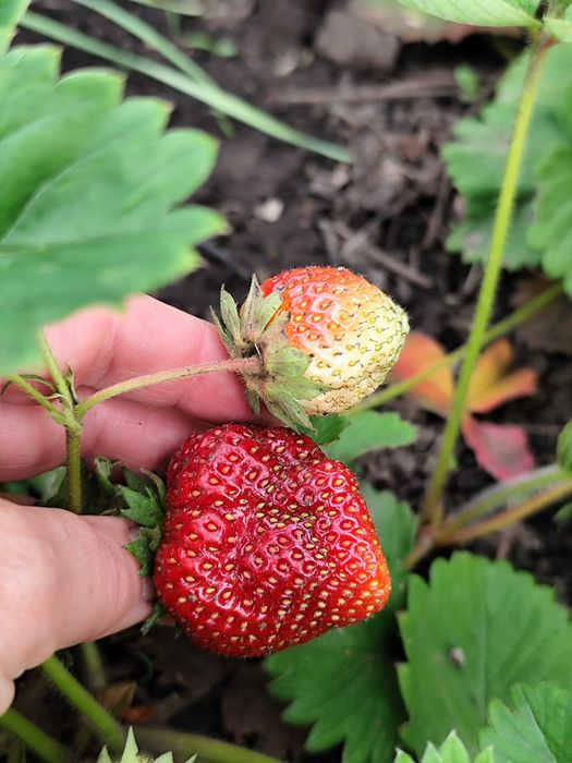 Клубника Хоней саженцы клубники  малина ремонтантная зизифус ежевика