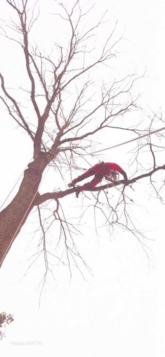 Czarogród - Wycinka i pielęgnacja drzew