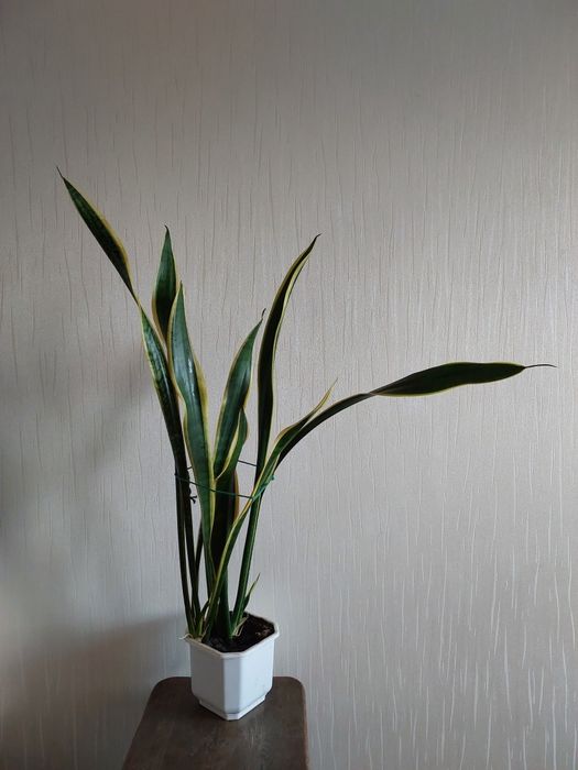 кімнатна квітка Сансев'єрія трисмугова (Sansevieria trifasciata) щучий хвіст, тещин язик комнатные цветы тещин язык сансевьерия