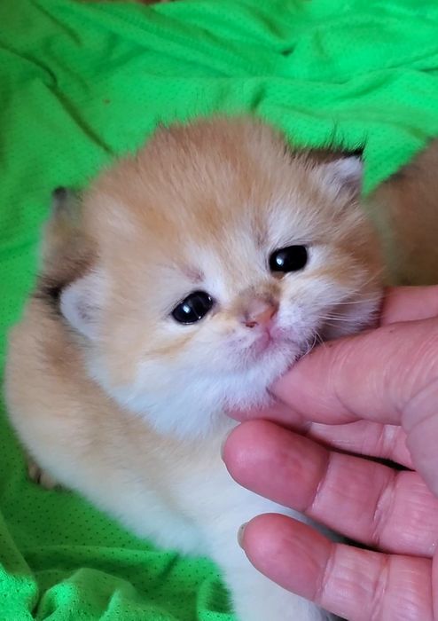 Ручеые милые котята золотая шиншилла