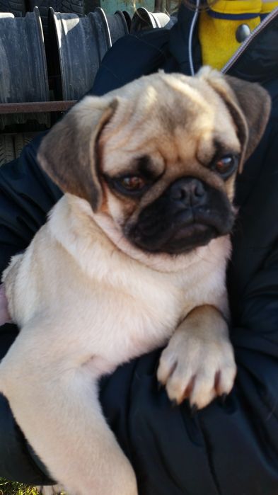 Чудові  мопсятка