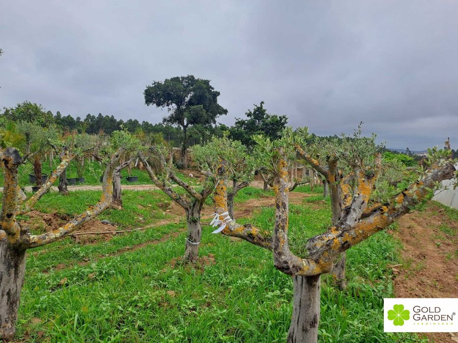 Oliveiras disponíveis! Jardim / Exterior / Plantas /