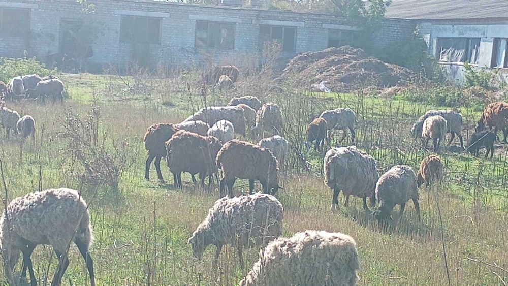 Продам овцы и бараны вівці та барани