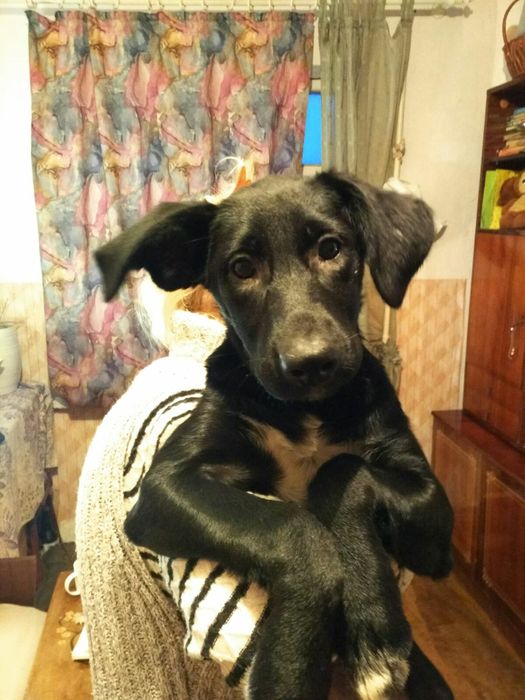 4,5мес.Щенки в Добрые руки.