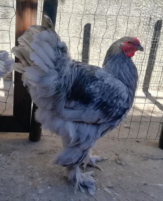 Aves Ornamentais Brahmas várias mutações