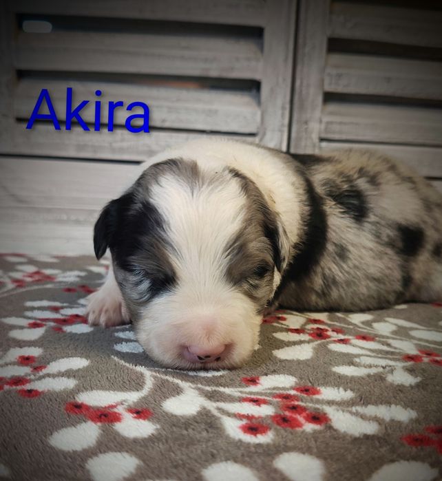 Border collie piesek Blue merle przebadani rodzice