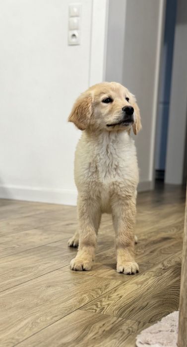 Golden retriever