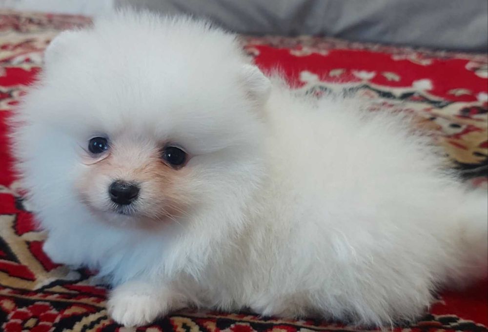 Пом. шпиц. Мини девочки.