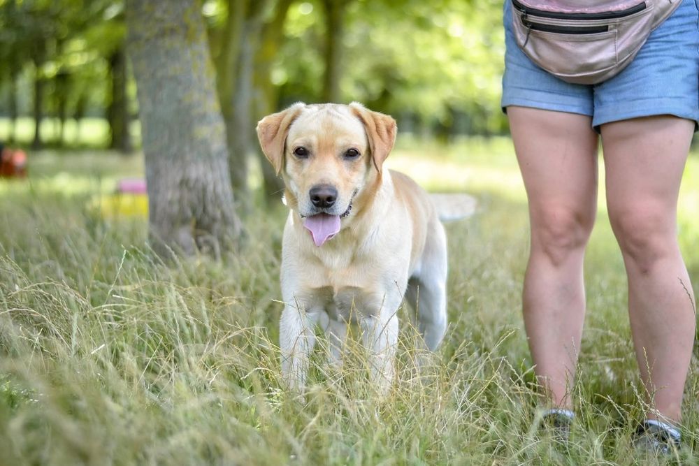 2 letni psiak w typie labradora szuka kochajego Domu!
