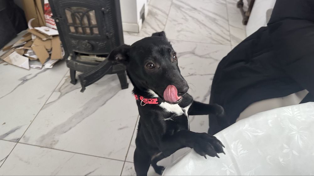 Ellie Suczka oddam w dobre ręce jeszcze szczeniak