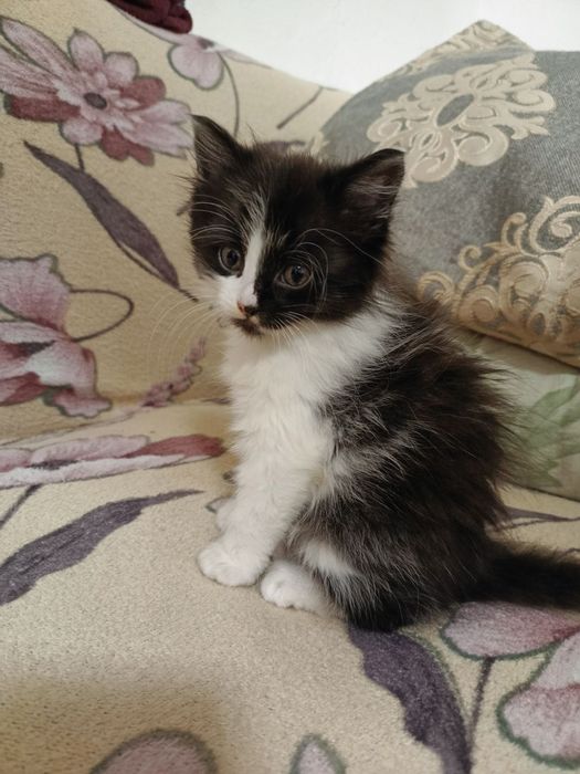 ВІДДАМ кошеня в хороші руки!