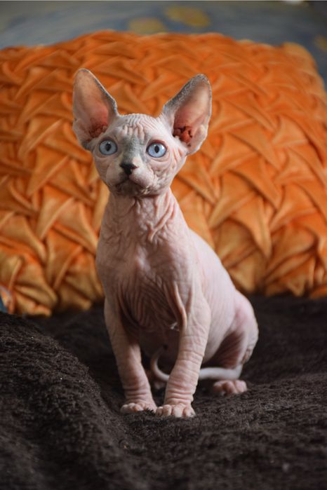Lyborius Legacy - Canadian Sphynx