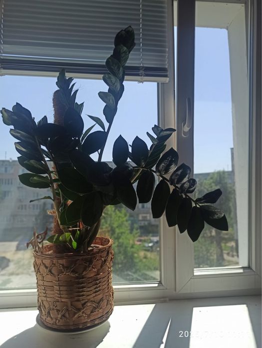 Взрослый цветок зомиокулькас