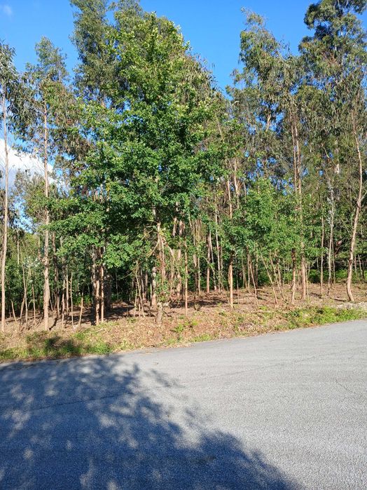 Este terreno, de 1.200 m2, próximo da Avicasal, São Pedro do Sul