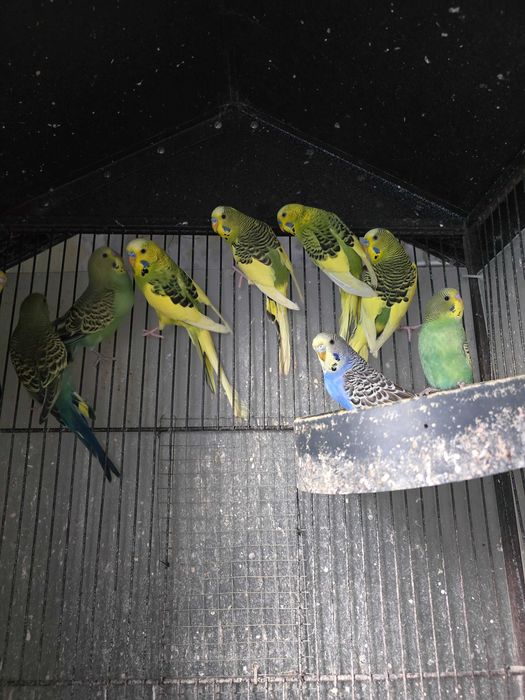 Papugi papuga falista samce samice, Standart