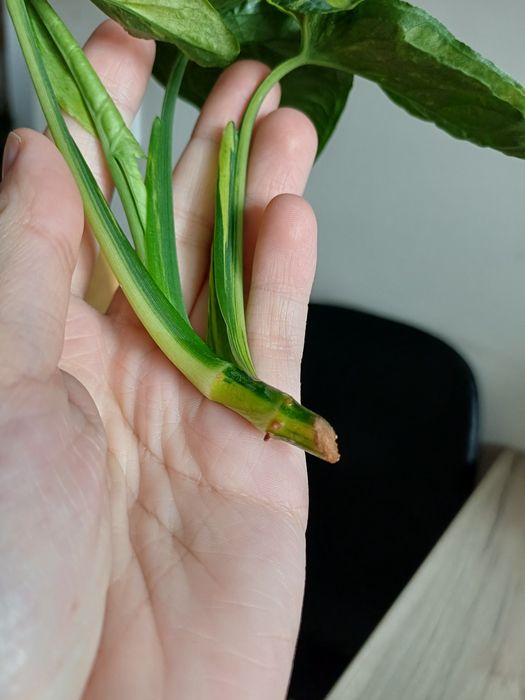 Syngonium scrambled eggs