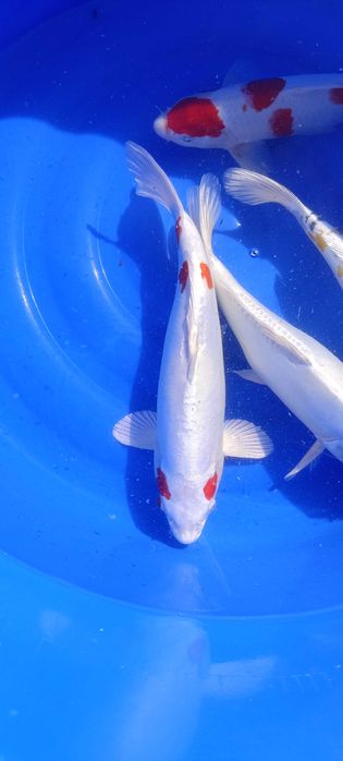 Karp koi oczko wodne ryby ozdobne