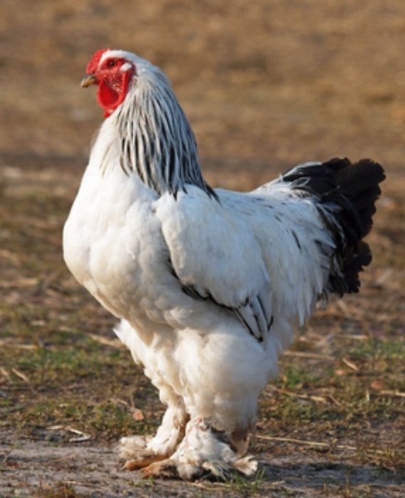 Sprzedam jaja lęgowe  Brahmy olbrzymiej