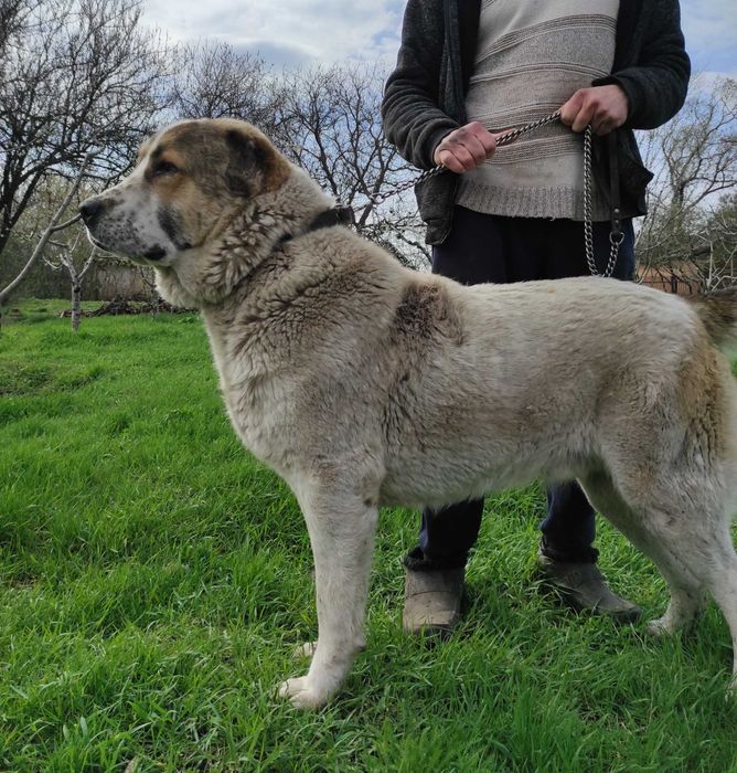 Продам цуценят алабая!