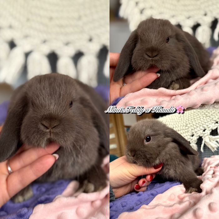 Mini lop! Rasowe króliczki z hodowli