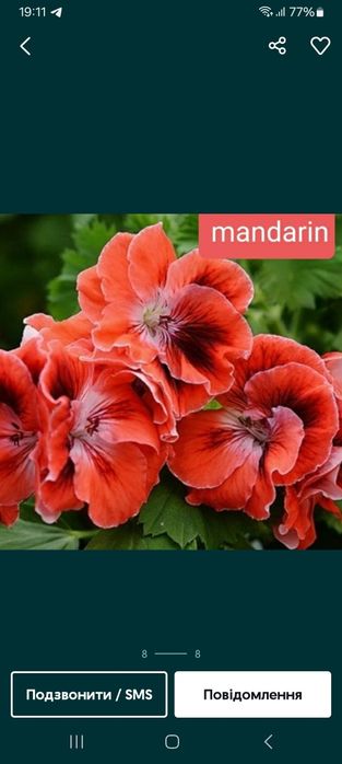 Королівська пеларгонія. Пеларгонія Розалінда.