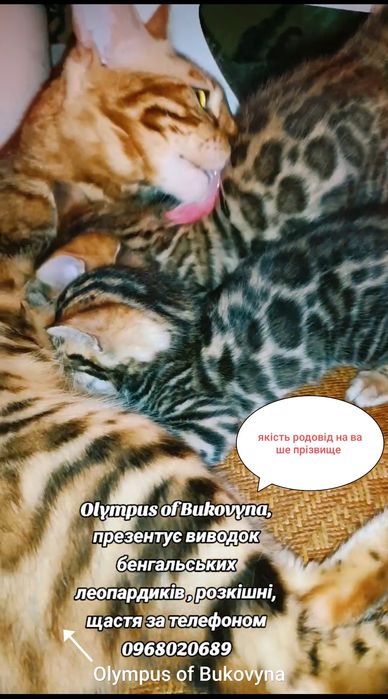 Розплідник лео-бенгалів Olympus of Bukovyna, справжні тигрики