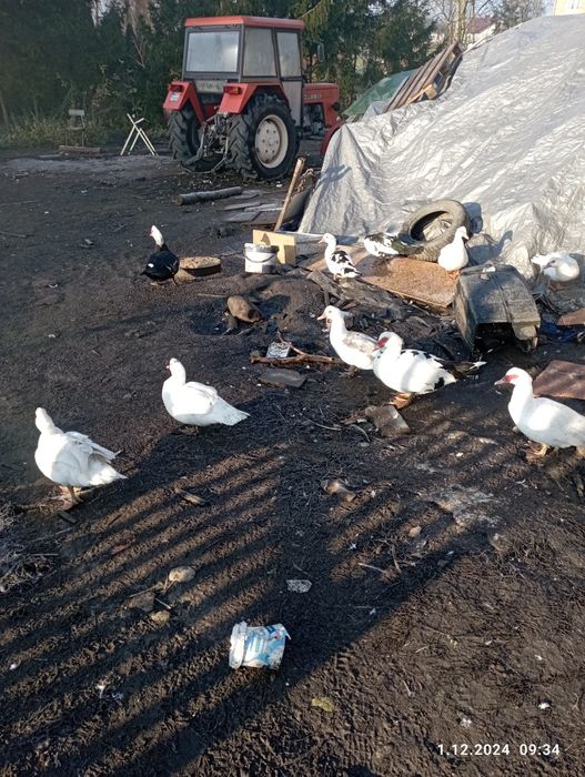 Kaczki pekinki mlode