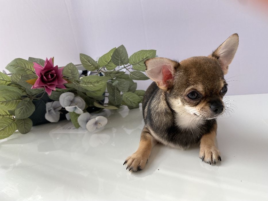 Чіхуа хлопчик гарнесенький