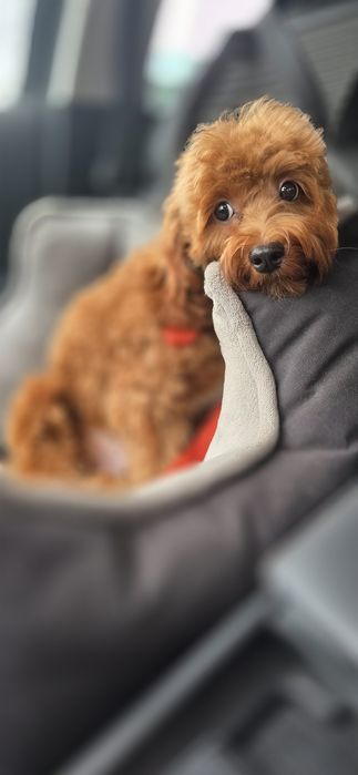 Cavapoo/ chłopczyk