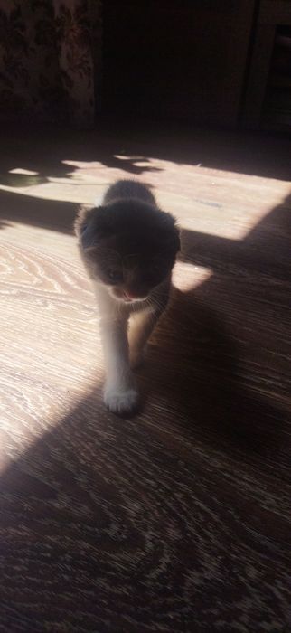 Киця, попелово біла.