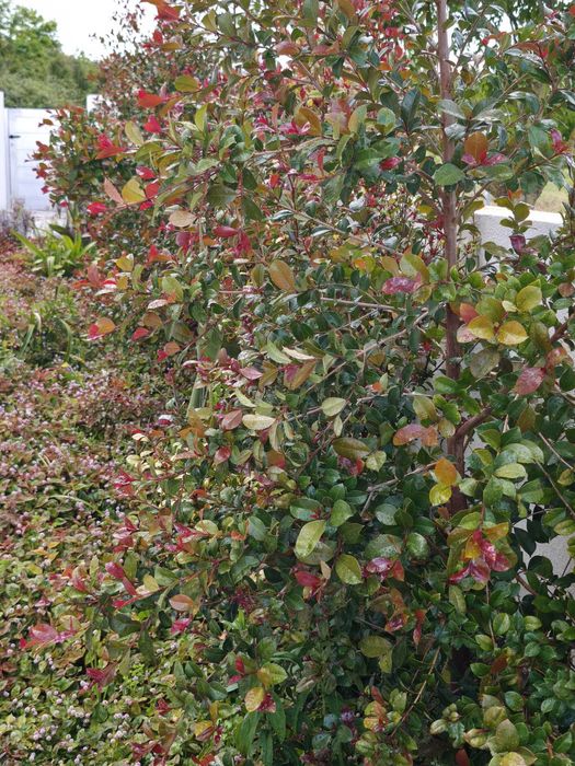 Eugénias plantas de jardim e sebe