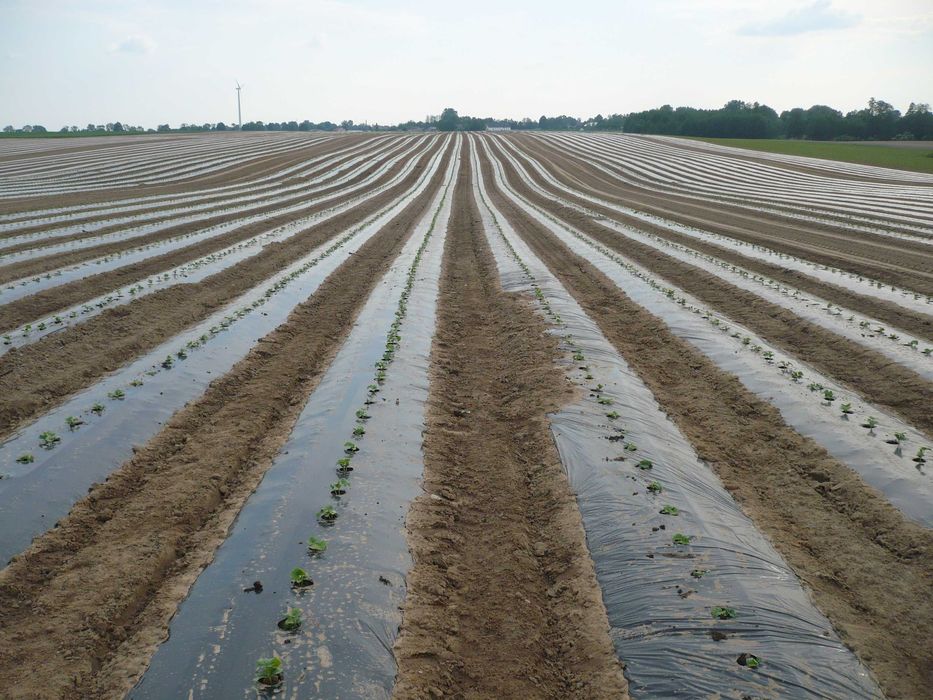 Folia pod ogórki do ściółkowania 1000m