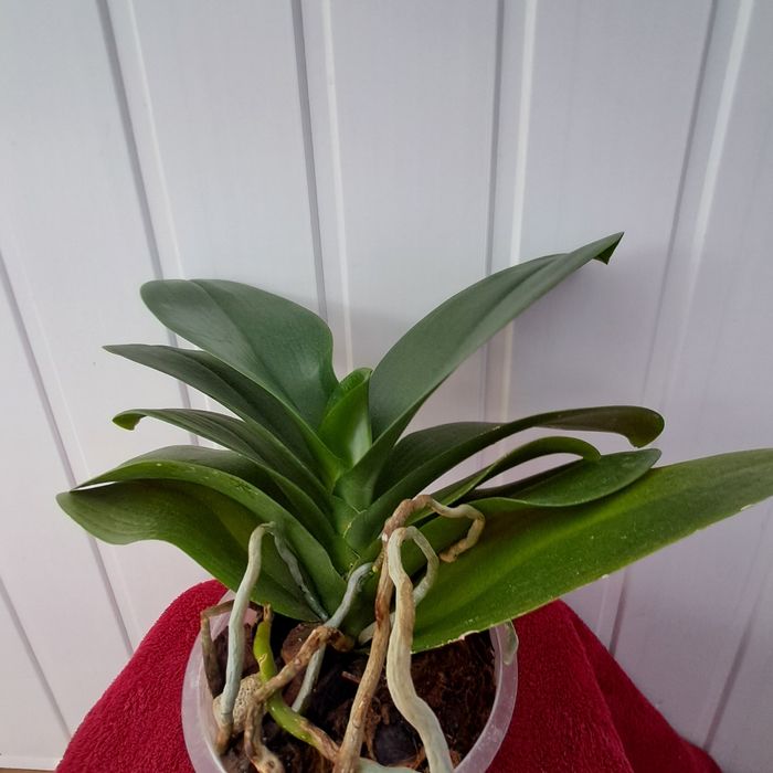 Орхидея фалинопсис Пират Пикоти.