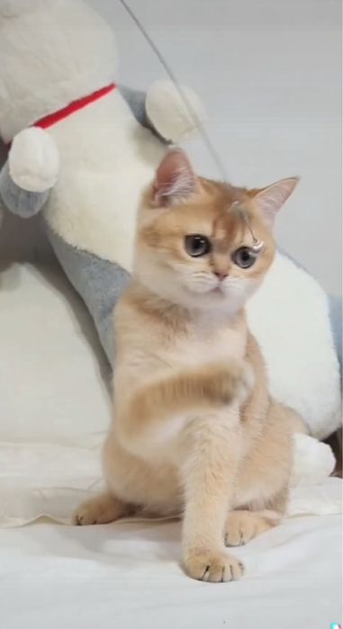 Золота шиншила, шотландський малюк.