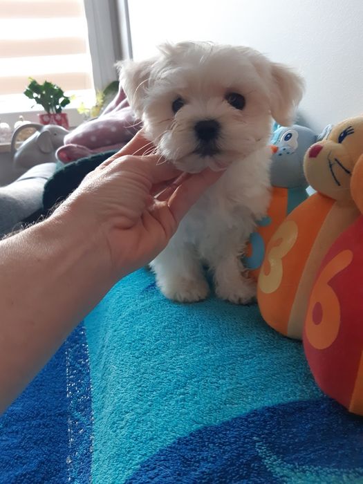 Maltanczyk suczka prześliczna