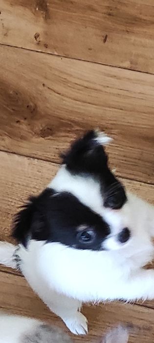 Długowłosa sunia chihuahua