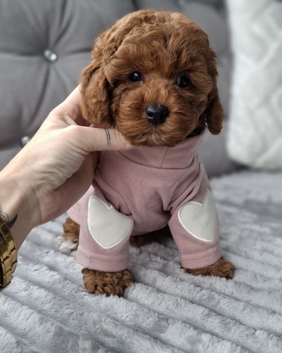 Цукерка той пудель !