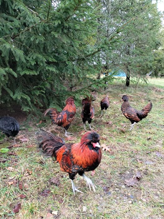 "jarpolówka" agroturystyka zapraszamy