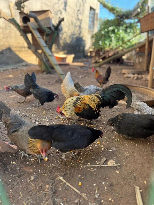 Galinhas krill, kriel