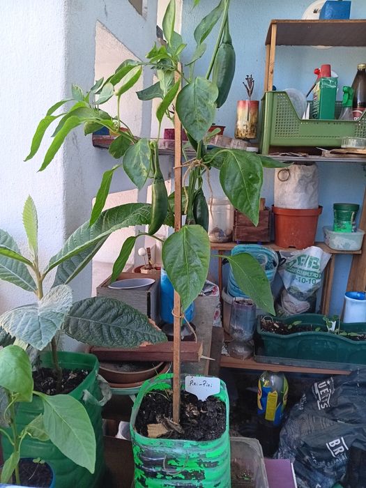 Pimenta JALAPENO, excelente sabor, picante