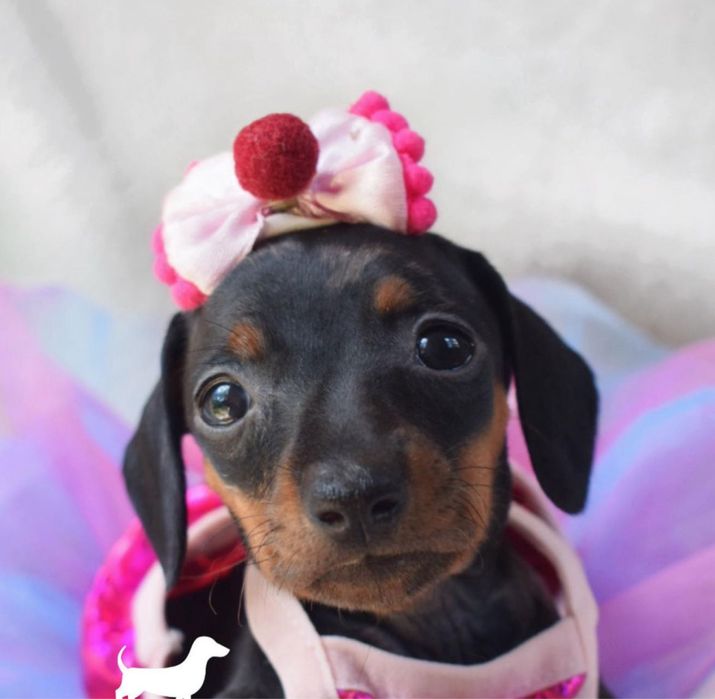 Руда красунька з братиками та сестричками в пошуку сімей