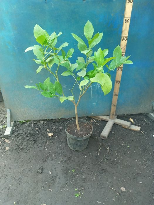 Лимон штамб Павловский