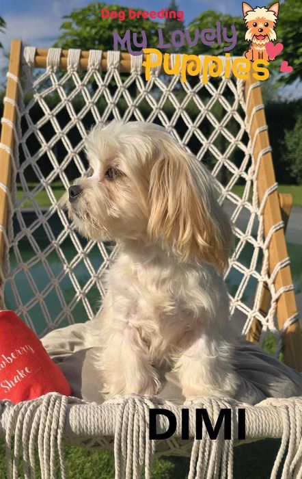 Maltipoo chłopiec Dimi