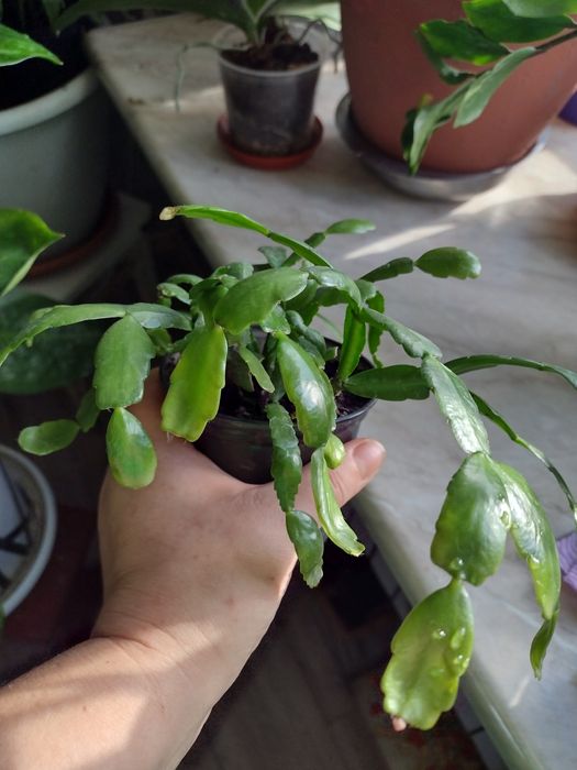 Комнатные  цветы