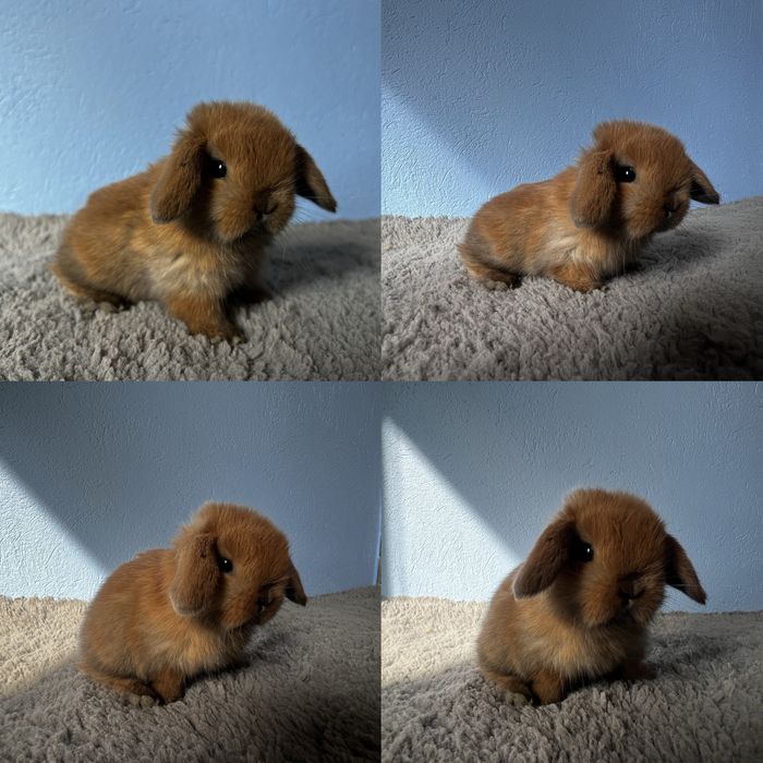 Mini lop/renomowana hodowla !