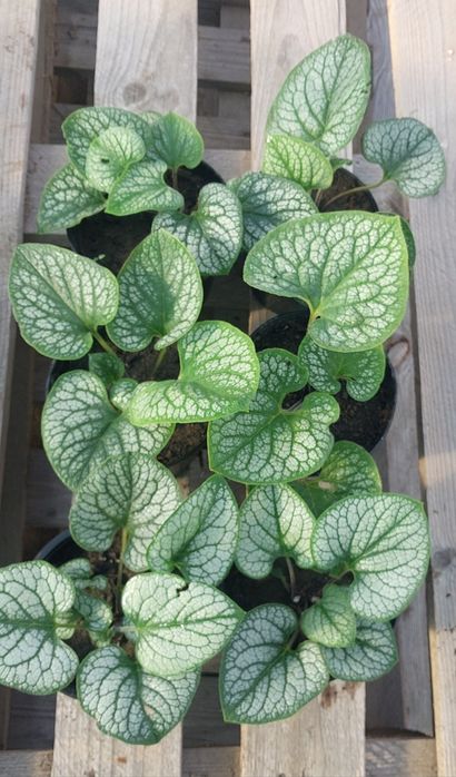 Brunnera 6 sadzonek