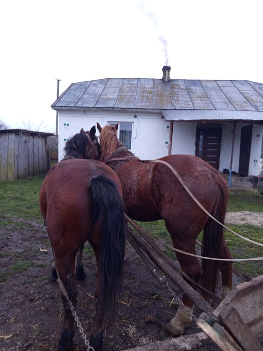 Продам робочу кобилу