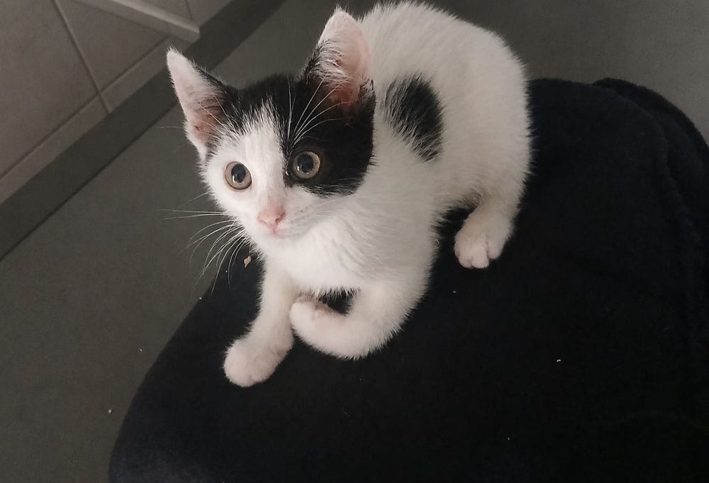 Kociątka do adopcji
