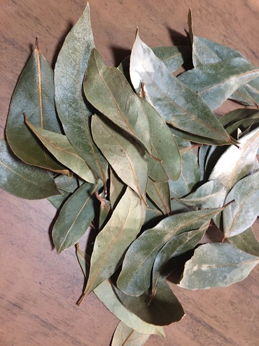 Vendo Louro biológico.