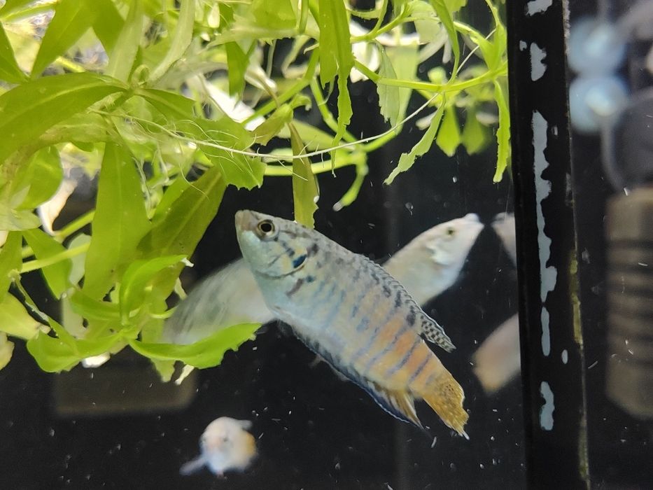 Wielkopłetw wspanialy